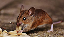 24 Hour & Emergency Exterminators in Sherman Village, CA